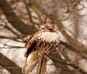 2016 02 20 Eagles 001